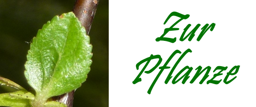 Zur Pflanze Logo